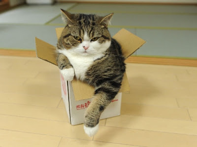 cat-in-box