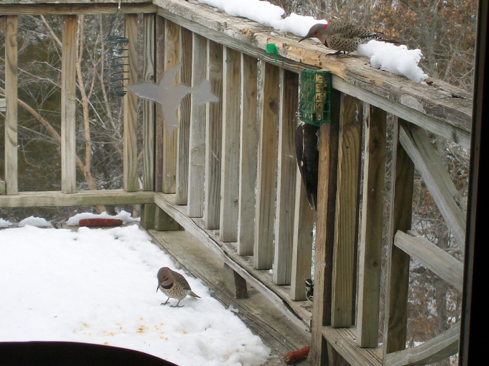 Intuitive Value Homemade Suet for Woodpeckers