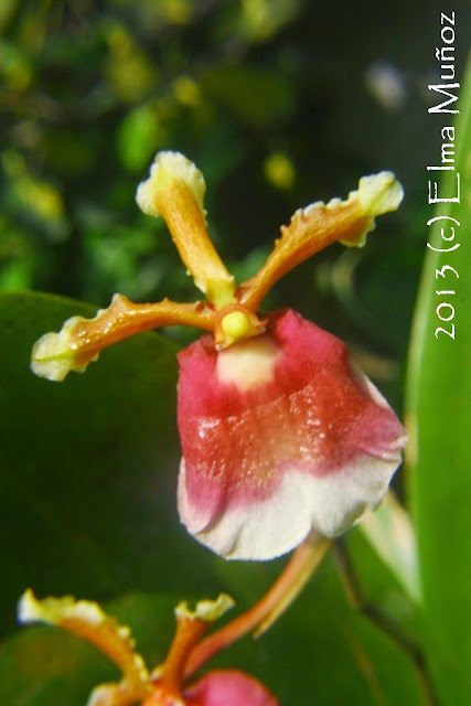 Orquidea Oncidium fuscatum Foto