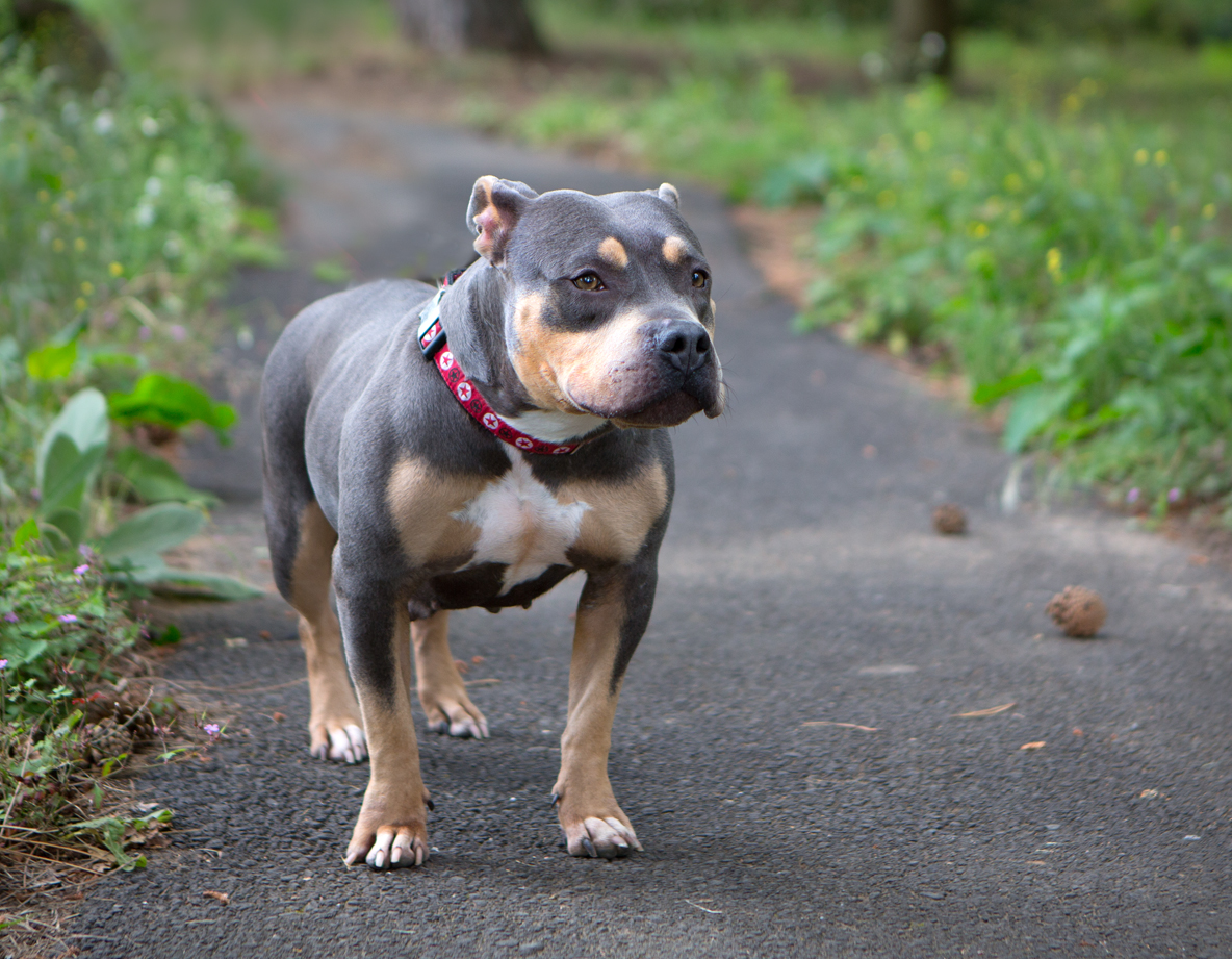 Shelter Dogs of Portland "SONYA" awesome Staffordshire