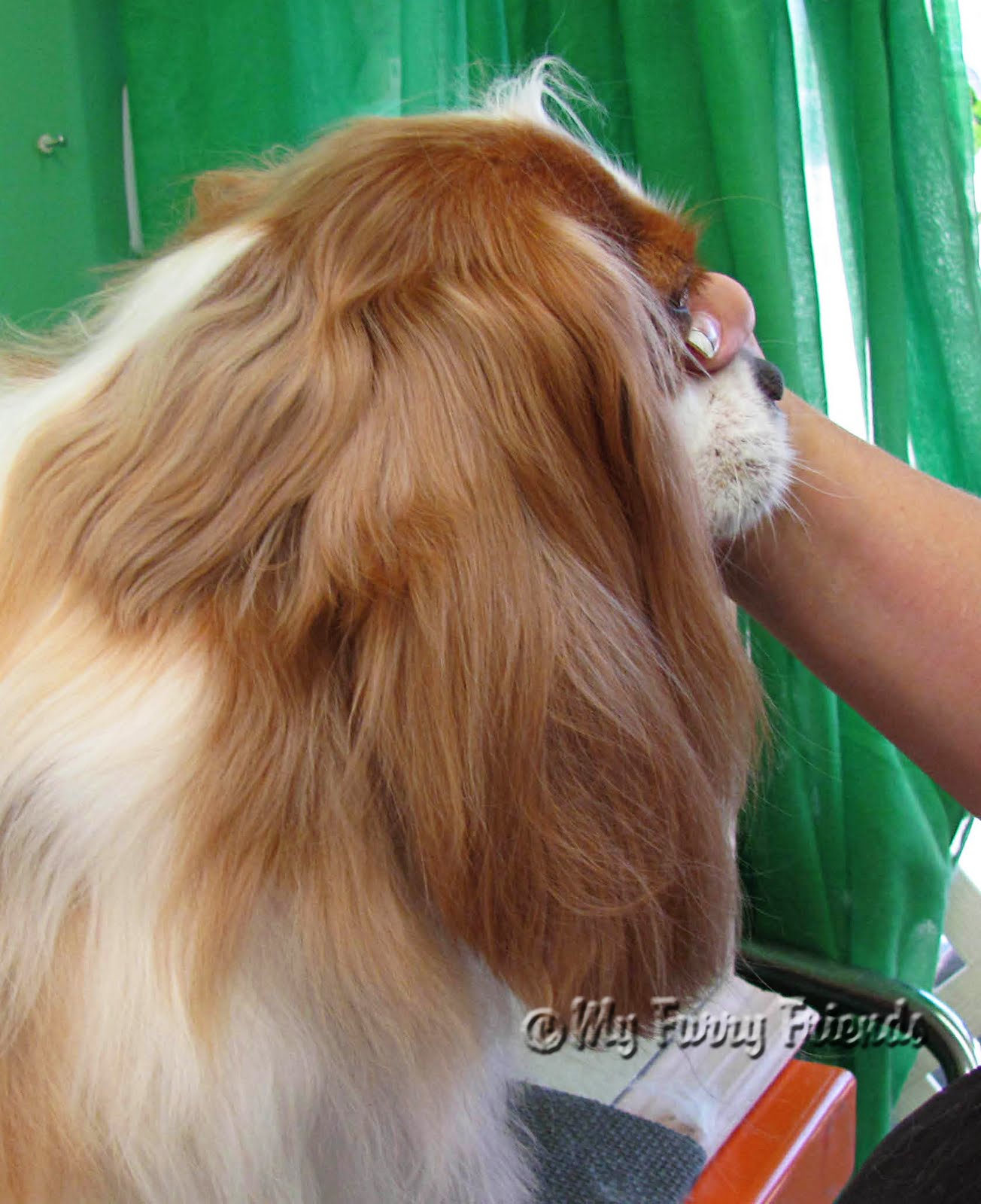 Pet Grooming The Good, The Bad, & The Furry Tuesday's Tip 30