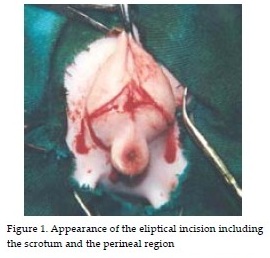 Teknik Operasi Urethrotomy dan Urethrostomy pada Hewan