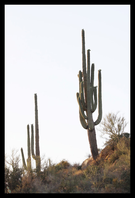 saguaro cactus superior arizona az 