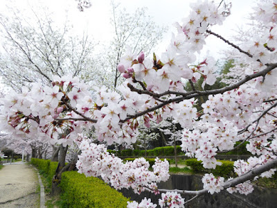 交野市星田・傍示川沿いの桜