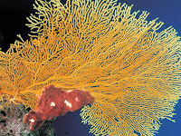 Fotografías de corales en el fondo marino - Corales y Arrecifes