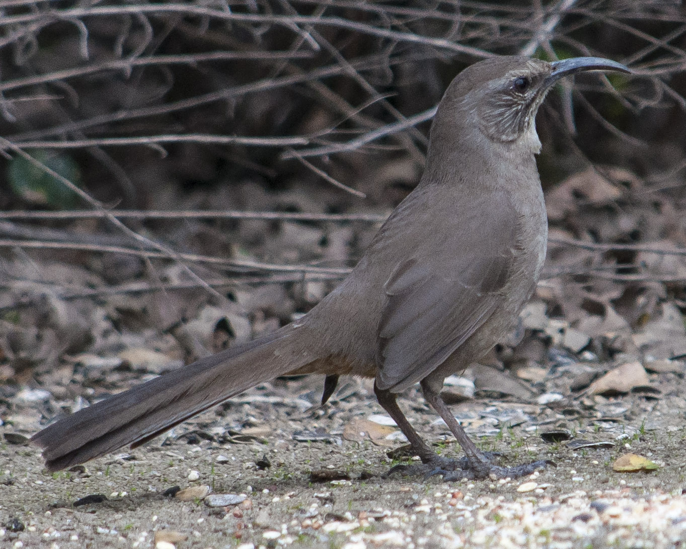 California Thrasher ~ Rocklin Wildlife