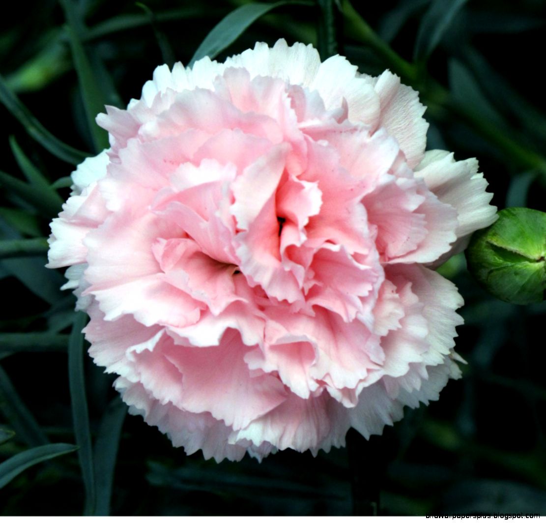 Carnations Flowers Medicinal Uses of Carnations