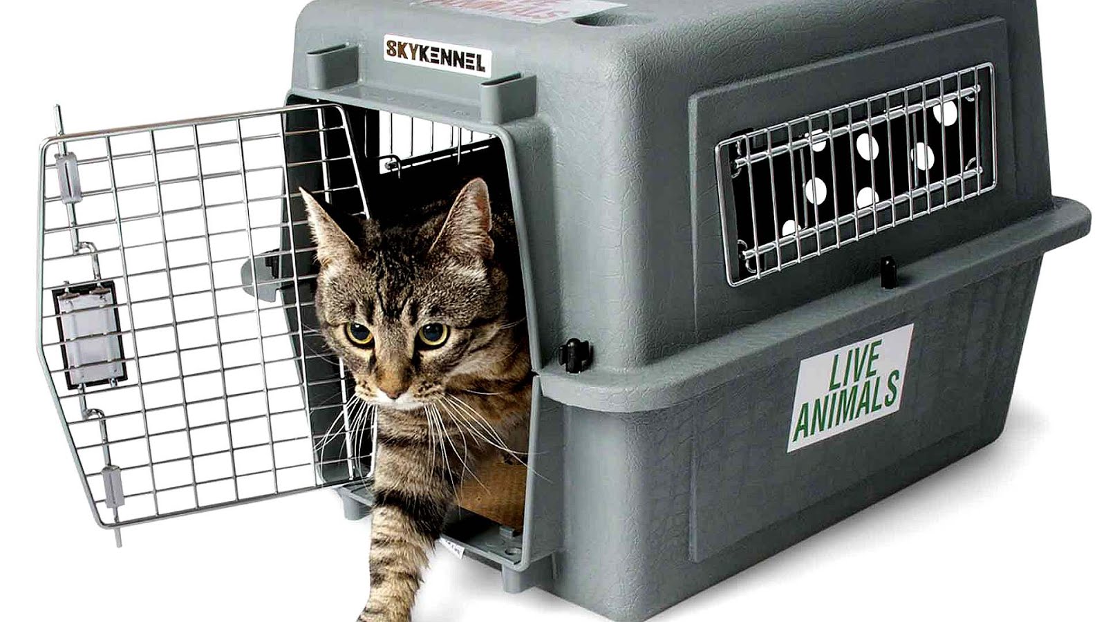 Kennel Kennel Cat Cat Choices