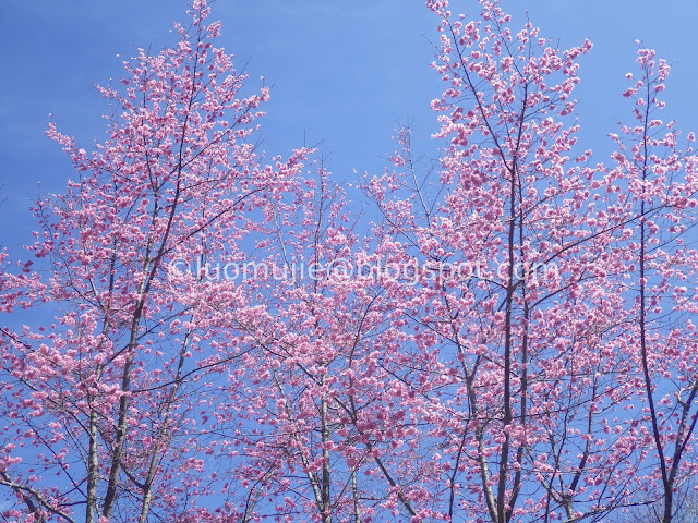 Wuling Farm cherry blossoms