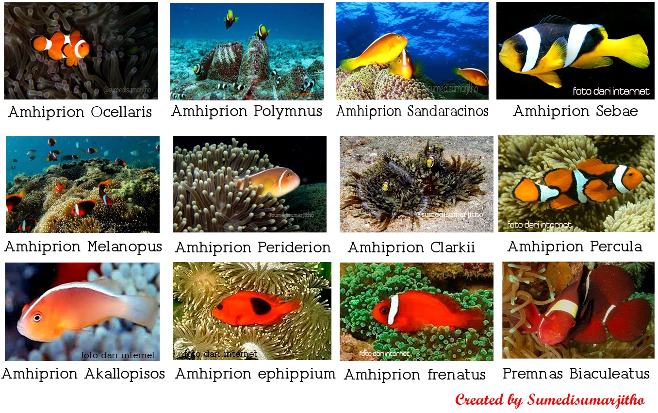 Sumarjitho Mengenal Lebih Dekat Ikan Nemo Jenis Dijumpai Indonesia Gambar