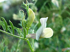 Vicia   lutea