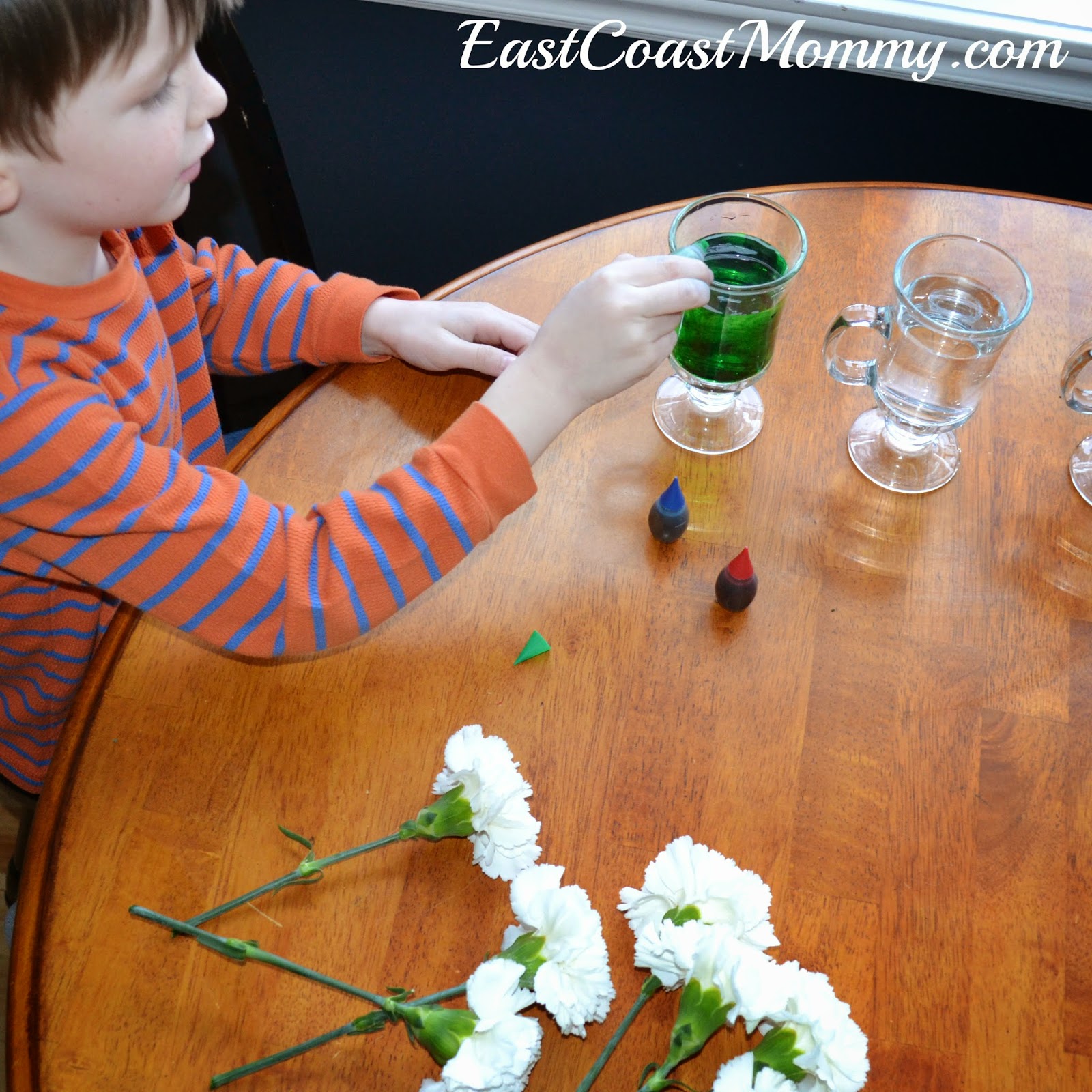 East Coast Mommy March Break Science Fun {Color Changing Carnations}