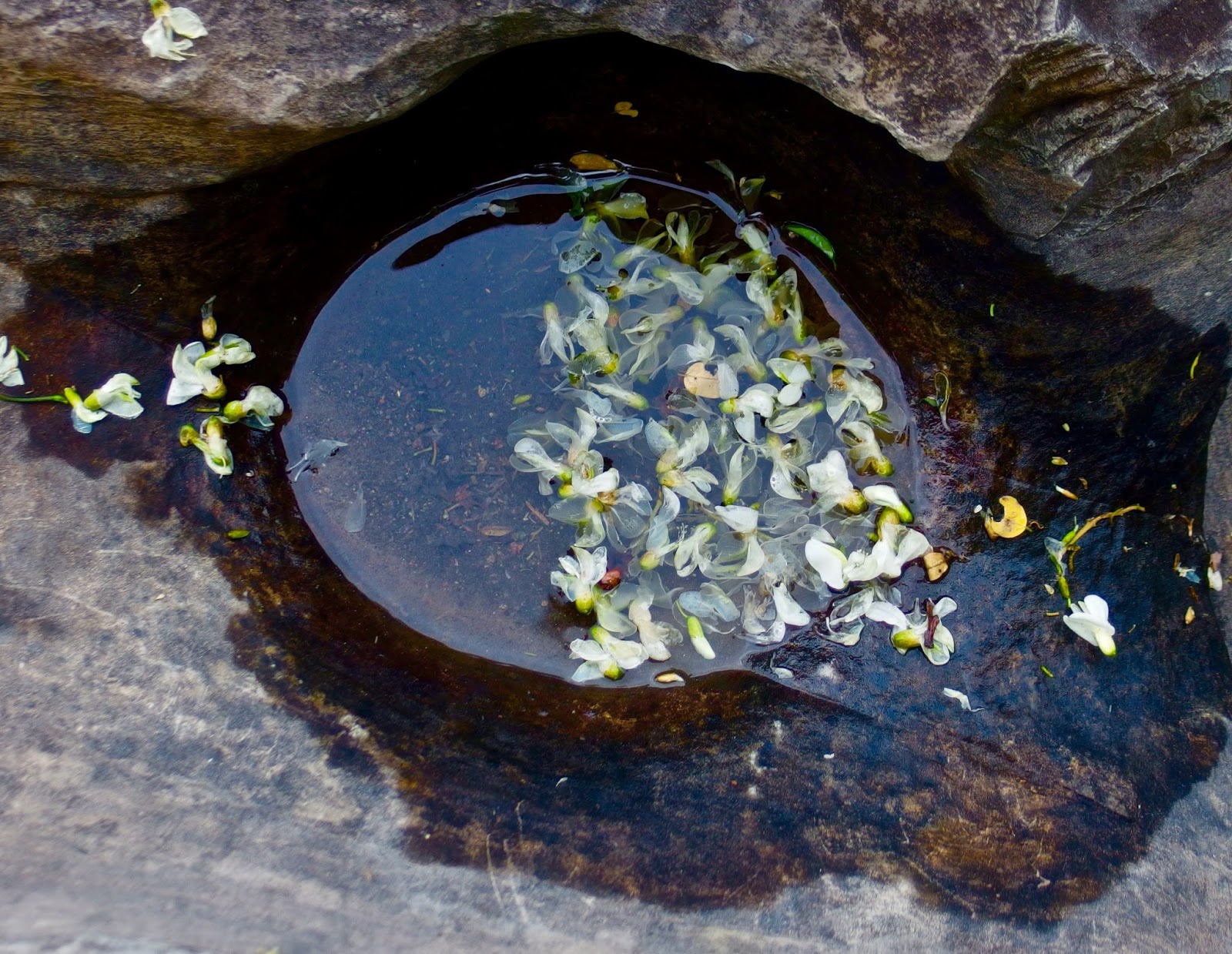 the golden fish blossom puddle