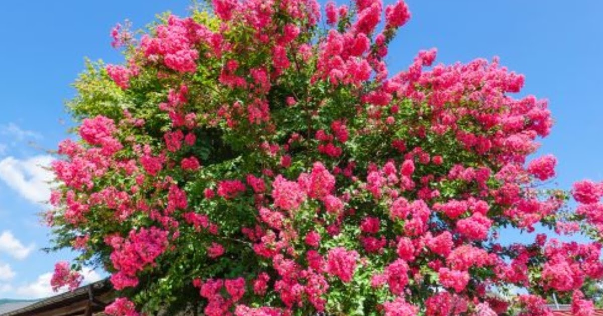 5 trees that bloom all summer Woman Elan Vital Davao Lifestyle Blog