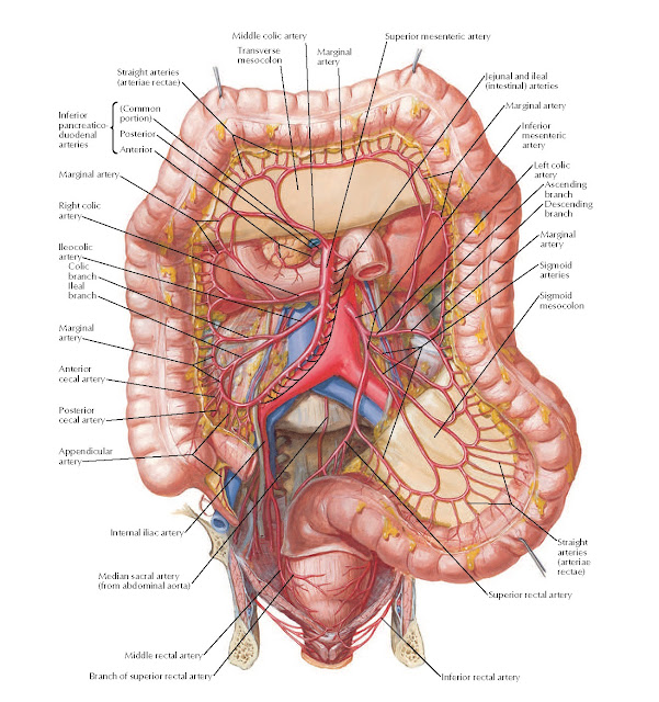 Arteries of Large Intestine Anatomy