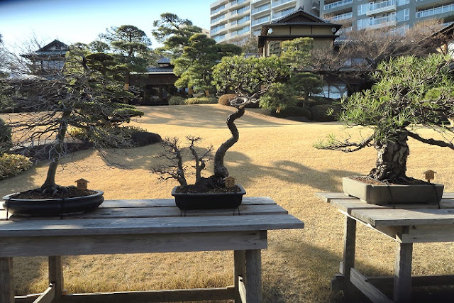 Bonsai center sopelana bonsai bilbao bonsai bizkaia