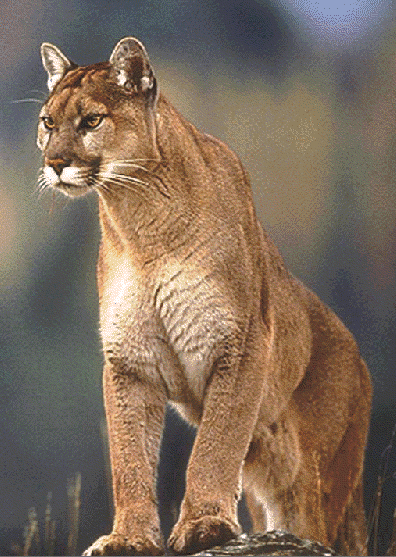 typeit4me mountain lion typeit4me mountain lion