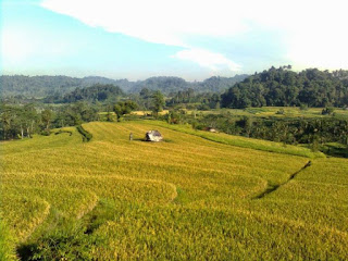 Inspirasi bagi warga desa bisa datang dari mana saja, tak terkecuali dari fenomena yang dimiliki sejak 1920-an dan Pak Putu Gede Asnawa Dikta adalah seorang mahasiswa yang berusaha merevitalisasi keunggulan tersebut. Hanya dalam kurun waktu selama 4 tahun saja, ia telah berhasil merealisasikan programnya pada sektor primer (pertanian) dan sektor tersier (pariwisata).   Saat ini, Masyarakat di Desa Sibetan, Kabupaten Karangasem, Bali, berani memPROKLAMIRkan daerahnya sebagai wilayah AGROWISATA BARU di Pulau Dewata. Bahkan mereka juga telah mampu mengolah buah salak menjadi beragam kebutuhan panganan, mulai dari manisan, dodol, keripik, sirup, caramel, hingga produk kopi. Serta dari sekian jenis olahan, salak pun bisa menghasilkan minuman khas dari Budaya Italia dan sejak tahun 2013, mereka sudah mengekpor produk tersebut ke Eropa.   UNIK-nya lagi! Anda dan para wisatawan yang datang, TIDAK akan pernah menemukan HOTEL disana. Jadi, setiap masyarakat desa siap memberikan fasilitas home stay (rumah singgah) dan paket field trip (jalan-jalan berkeliling desa), serta menghadirkan khasanah budaya Pulau Dewata pada setiap perjumpaan. . . . . . . Wow, Menarik sekali tampaknya.