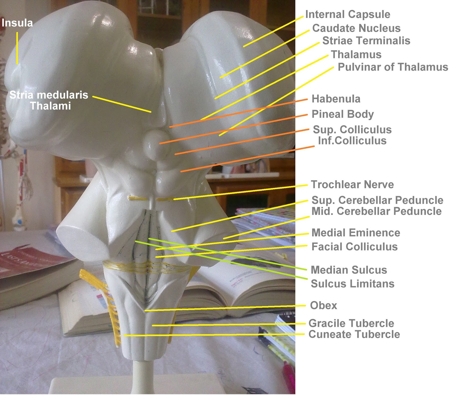 Anatomy Made Easy : Brainstem -Neuroanatomy-