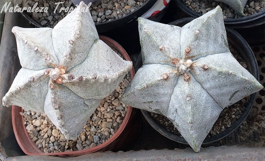 El cactus estrella (Astrophytum myriostigma)