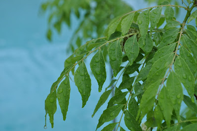 Curry Leaf, Plant, murrya koenigii