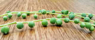 String of pearls care and propagation