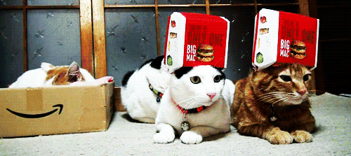 Koleksi Gambar Kucing Bergerak Weird Fun Ideas Www Lucu