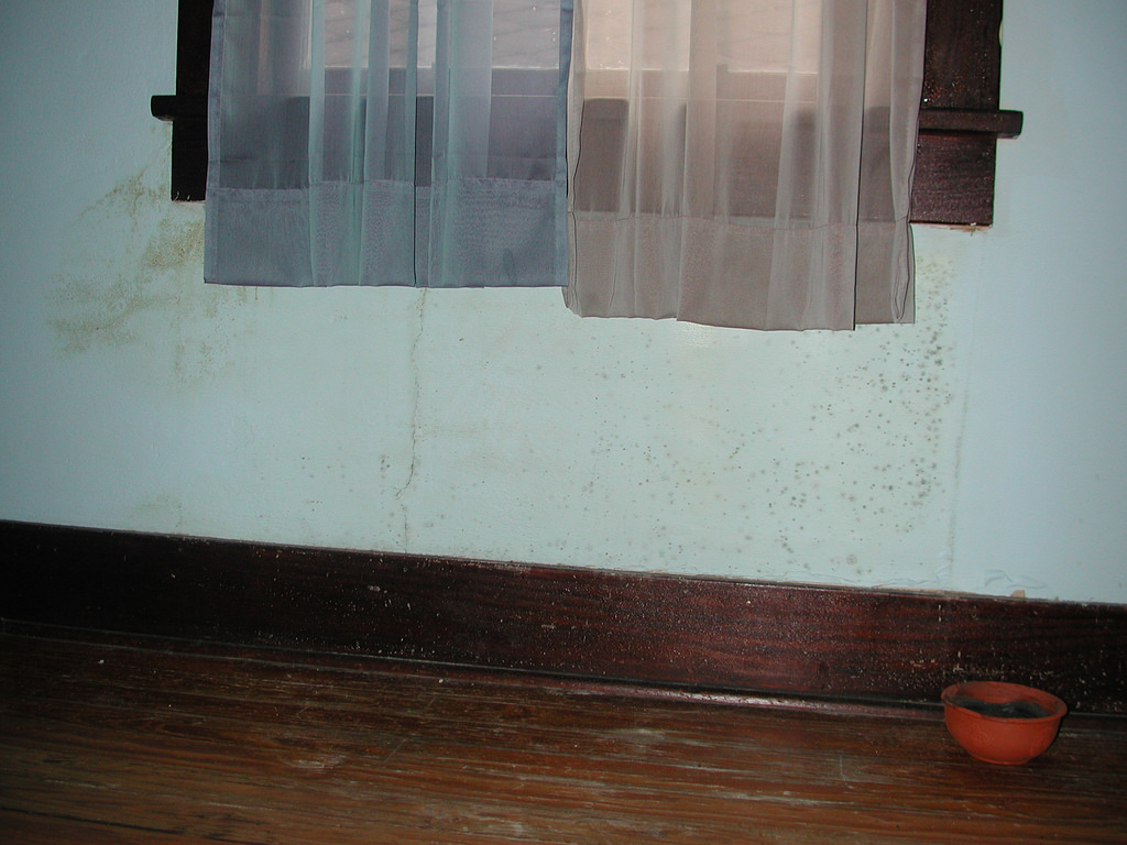 Mold Remediation South Florida Landlords Responsible for Taking Care