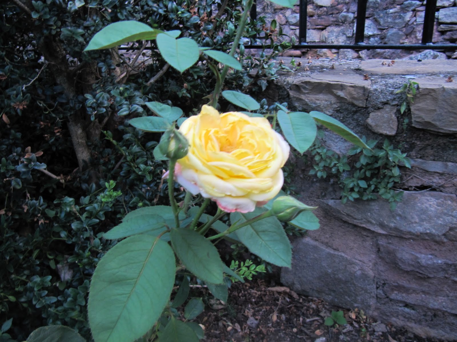 El blog de Muntsa: Flores hermosas.