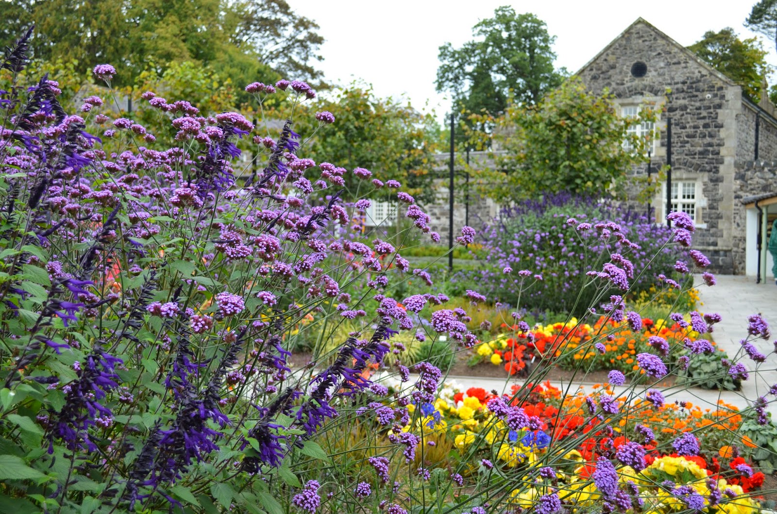 Kelli's Northern Ireland Garden Community Gardening Update