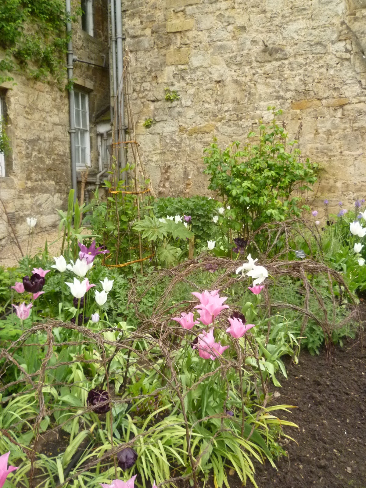Worcester College Gardeners 20092018 Twisting The Silver Birch In To
