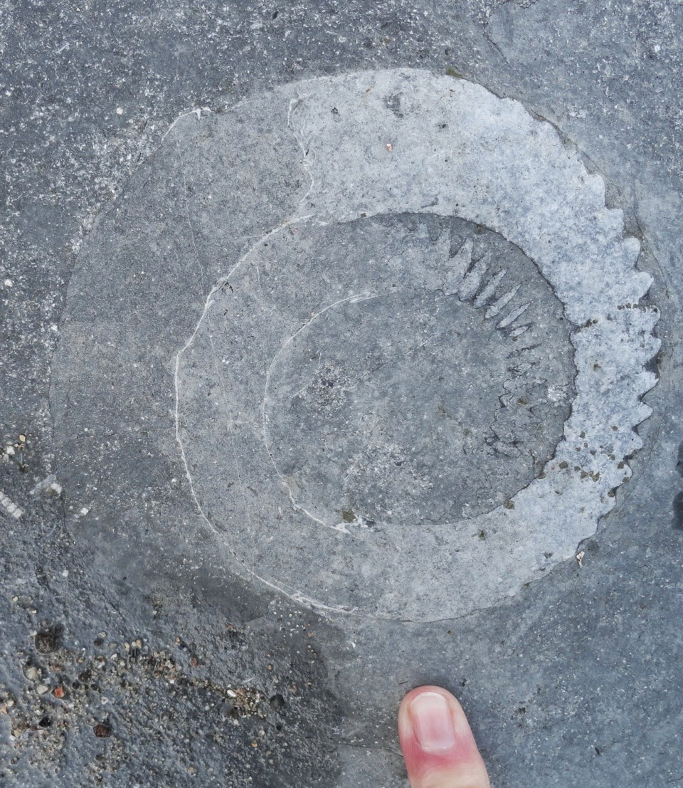 WIPS Trips Fossil Hunting in England's Jurassic Ammonite Graveyard