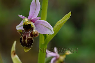 Ophrys scolopax (abellera becada). Fotografia de Miquel Ureña.