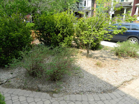 Leslieville summer garden cleanup after by Paul Jung Gardening Services Toronto