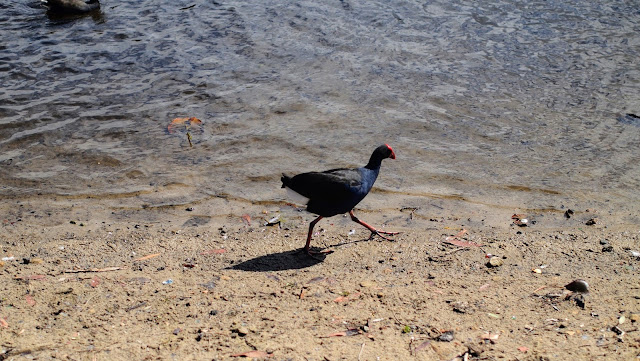 Purple swamphen spotted in the Centennial Parklands in Sydney