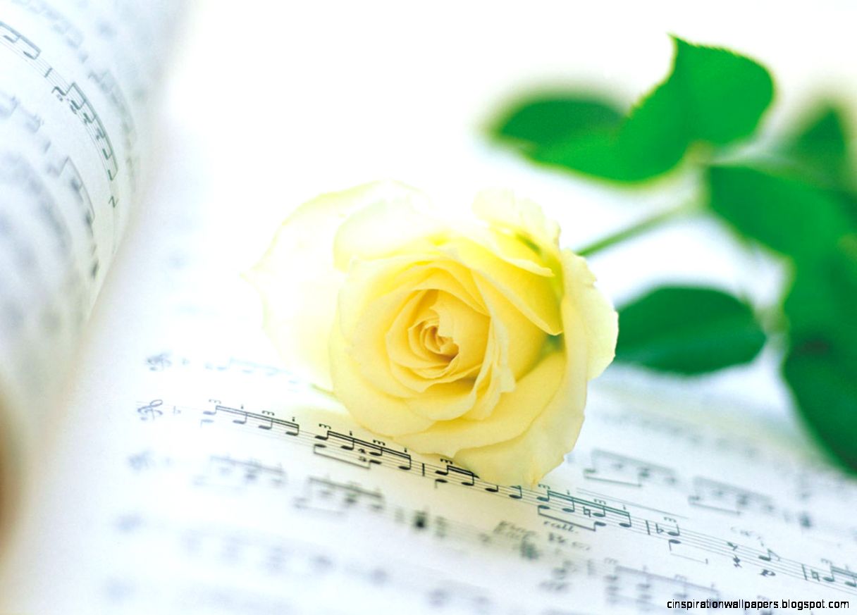 Yellow Rose Beauty HD Wallpapers Yellow Rose Beauty HD Pics