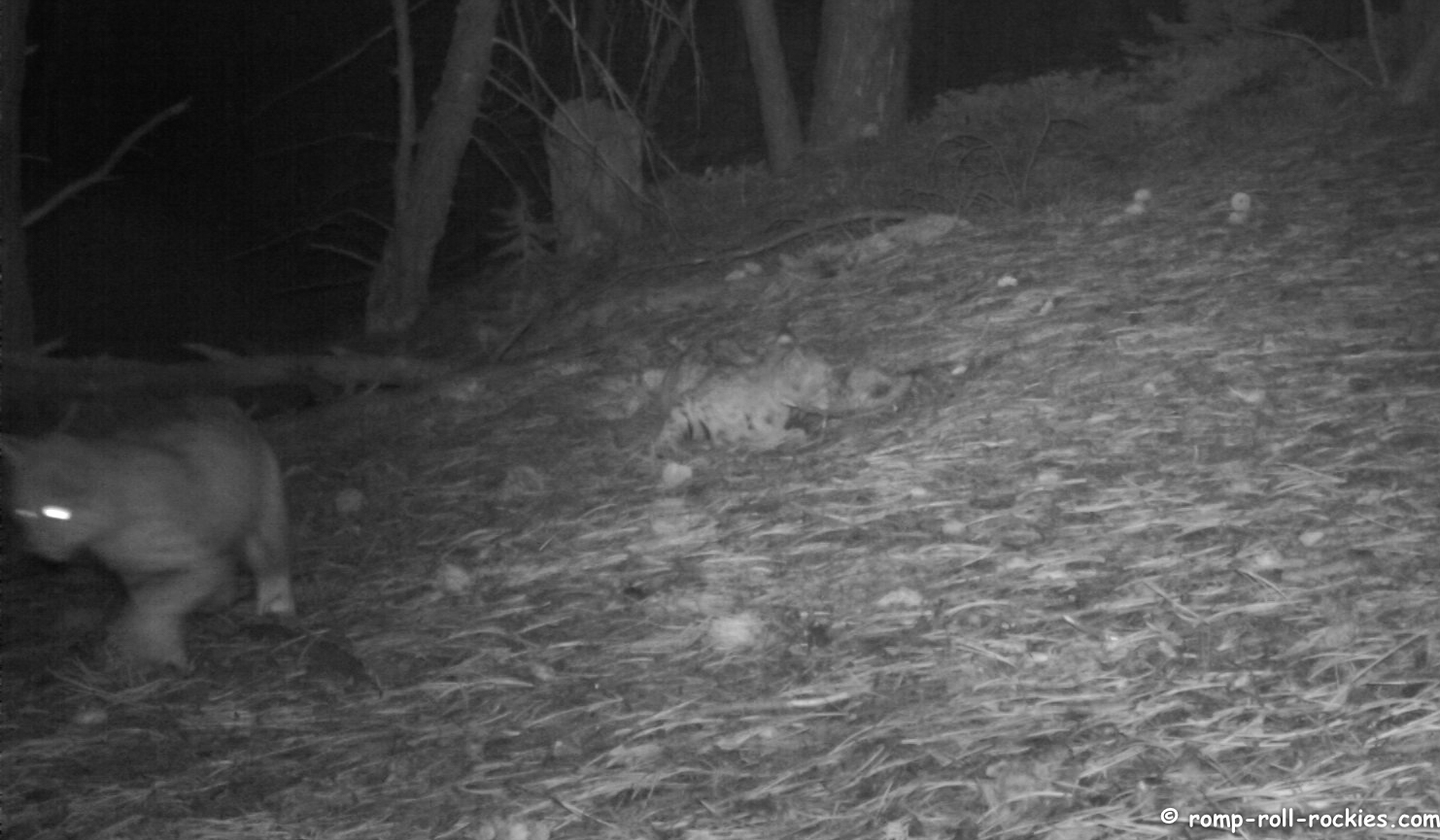 Romping and Rolling in the Rockies National Cat Day My Trail Cam Cat