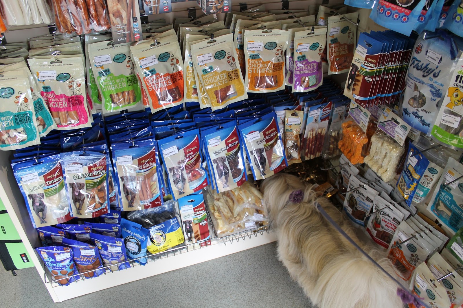 Doggie Fashions The Trentham Estate Staffordshire Paws across Britain