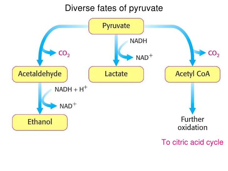 EM Didactic Hyperlactatemia and Lactic Acidosis