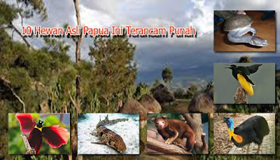 10 Hewan Asli Papua Ini Terancam Punah Mahessablog Blog
