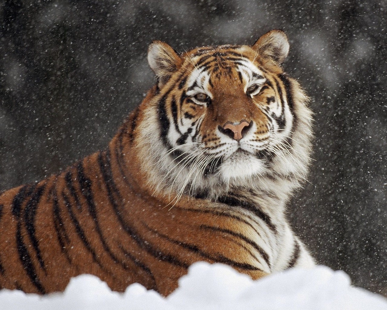 Descargar imagenes tiernas gratis, Imagenes Tiernas, Fotos Tiernas