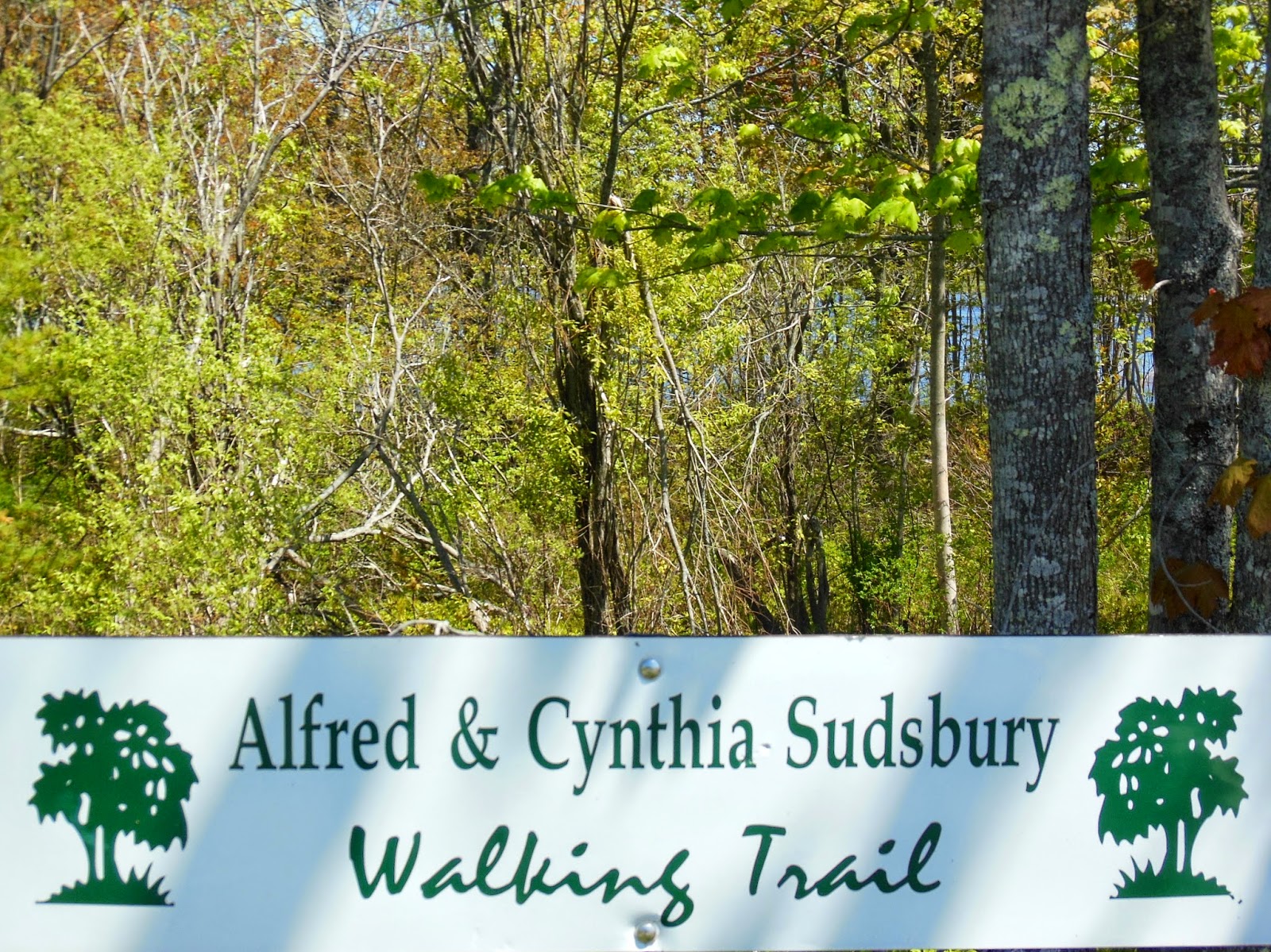 Field Notes and Photos A very short hike in Milbridge, Maine.