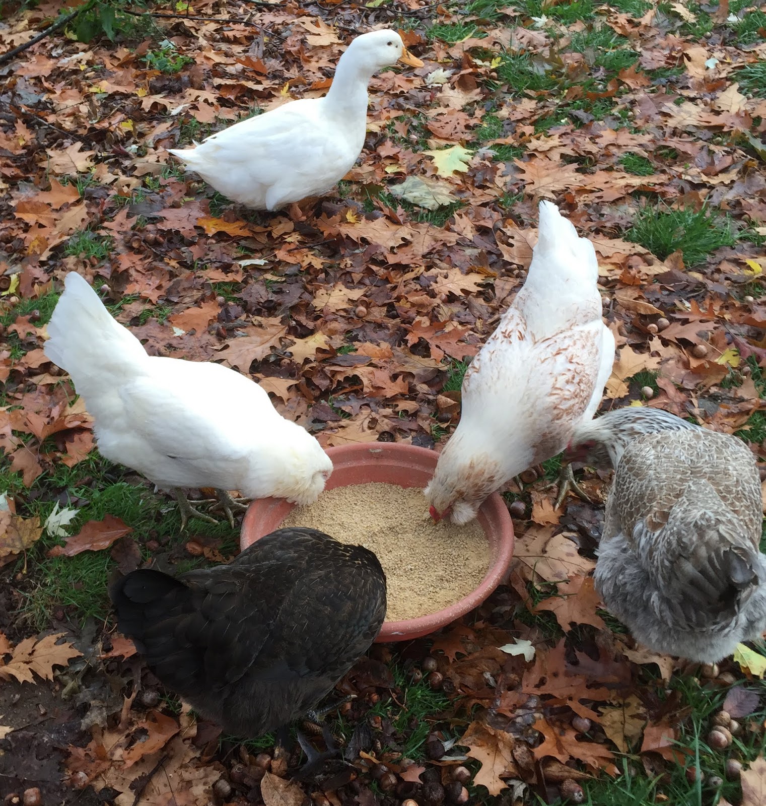 Princeton Nature Notes A Chicken's First Egg!