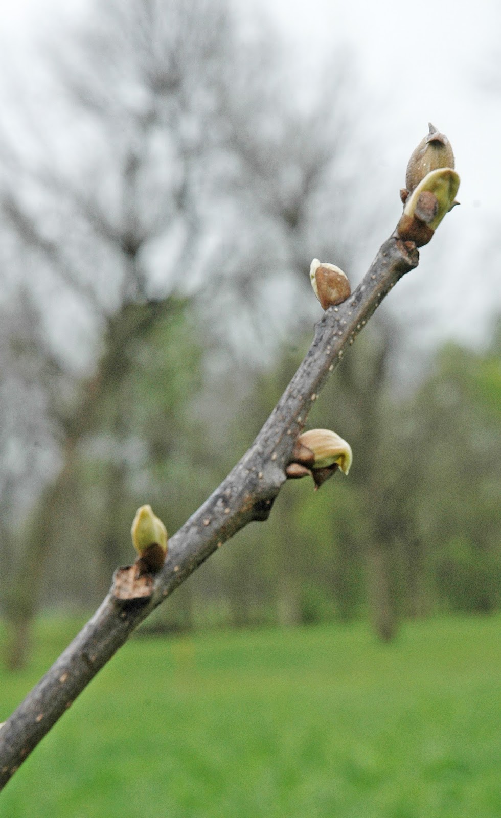 Northern Pecans When is it time to graft pecan trees?