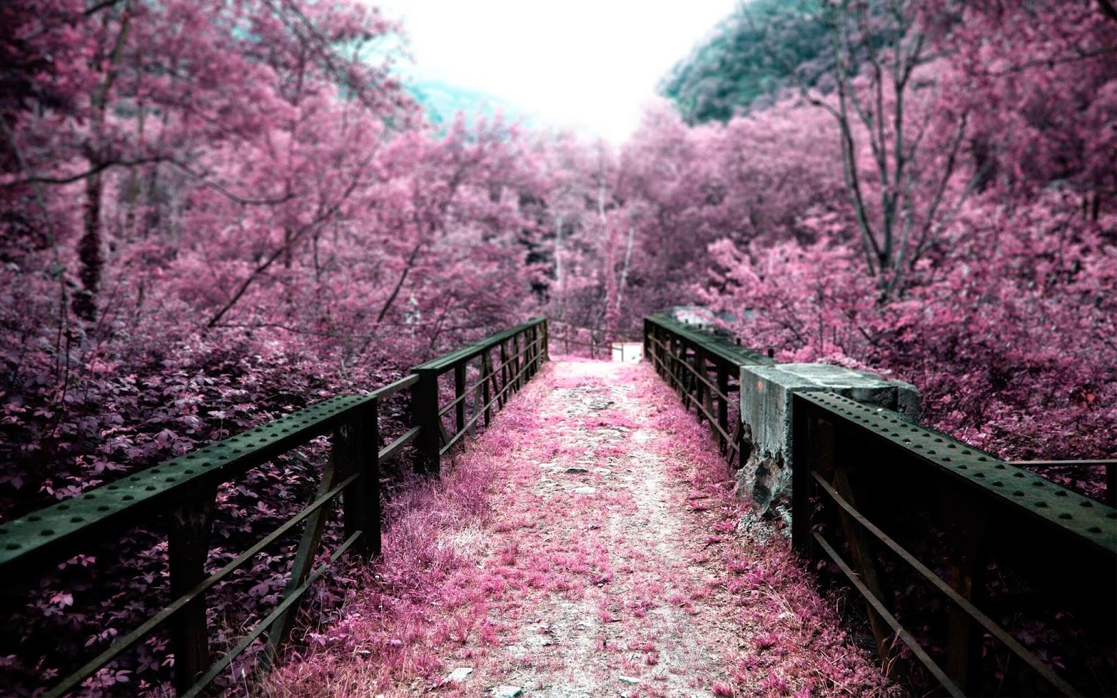 Baru 30++ Gambar Pemandangan Indah Bunga Sakura - Foto Pemandangan HD
