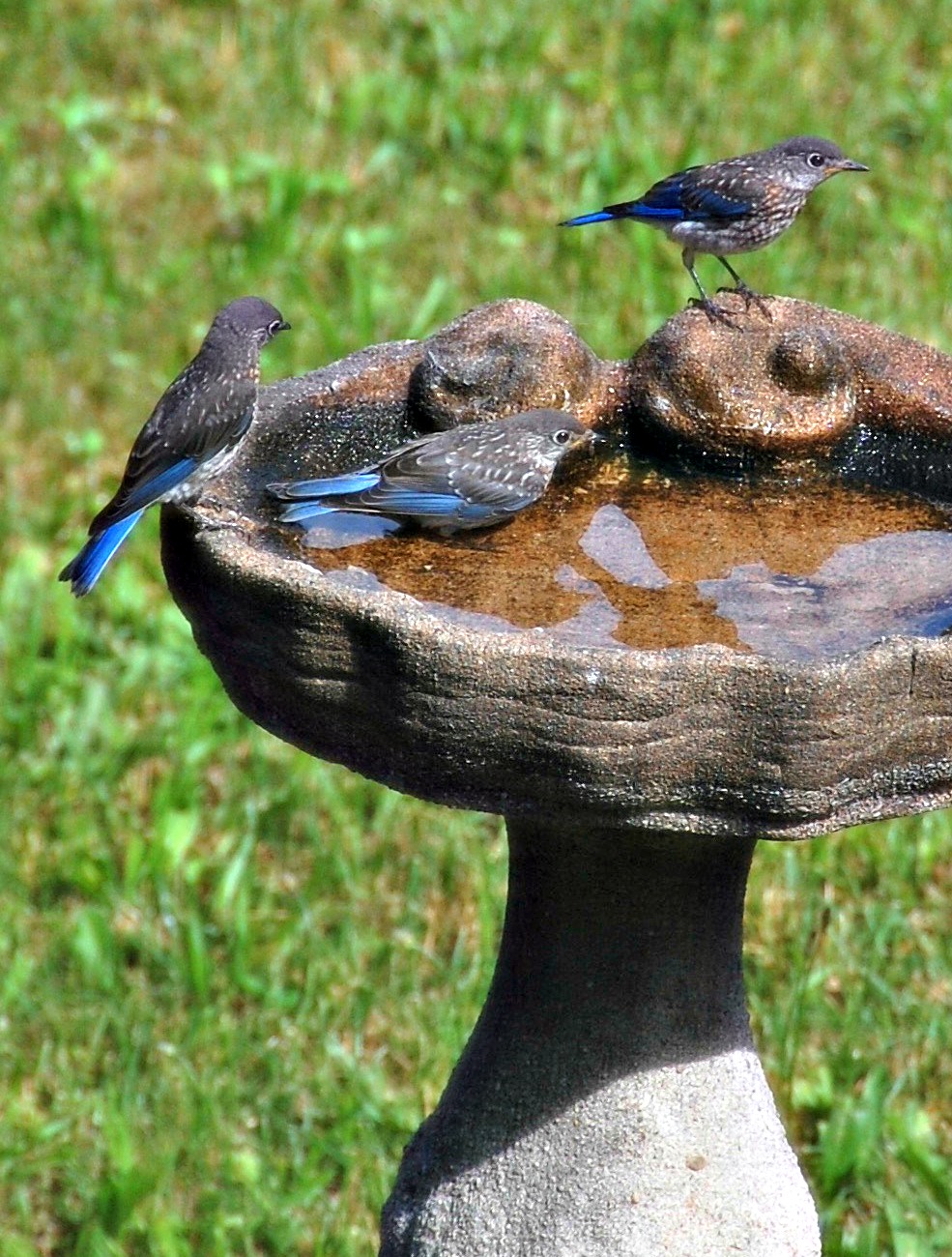 Content in a Cottage: Juvenile Bluebirds at My Birdbath