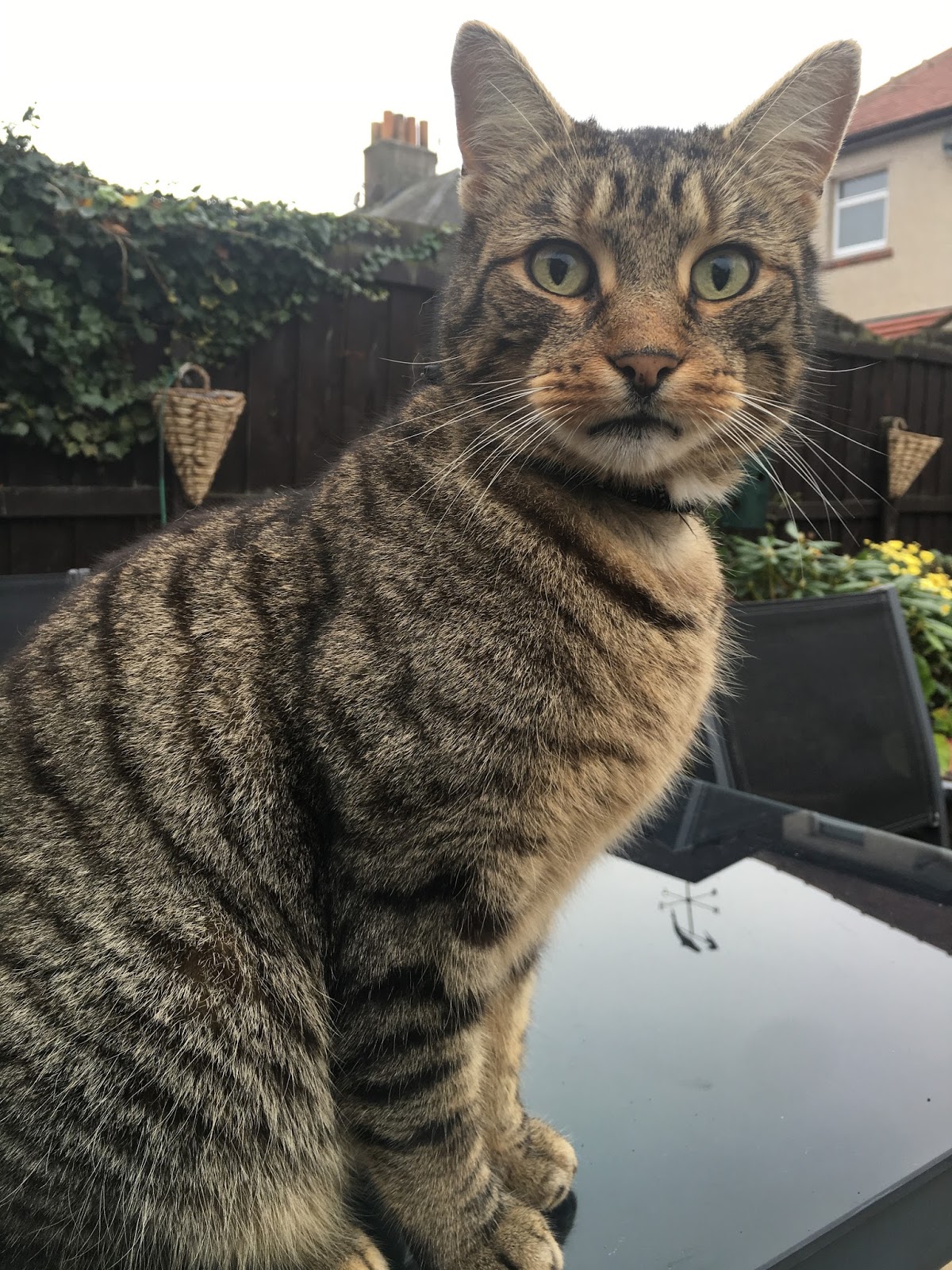 Lancaster & Morecambe Pet Search Lost Cats