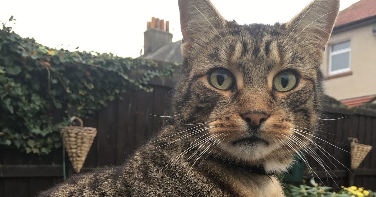 Lancaster & Morecambe Pet Search Lost Cats