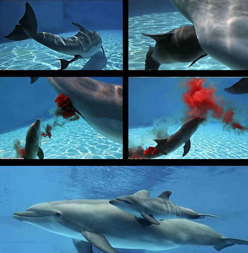 love-stories-nascimento-de-um-golfinho-linda-imagem