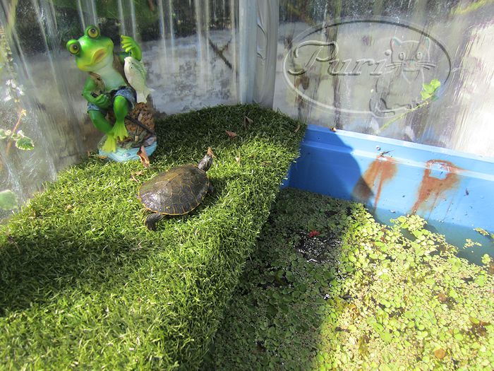 Mi Jardiny mi Huerto: ESTANQUE DE TORTUGAS...